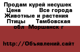 Продам курей несушек › Цена ­ 350 - Все города Животные и растения » Птицы   . Тамбовская обл.,Моршанск г.